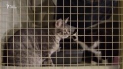 Как выживают НКО Как выживают НКО