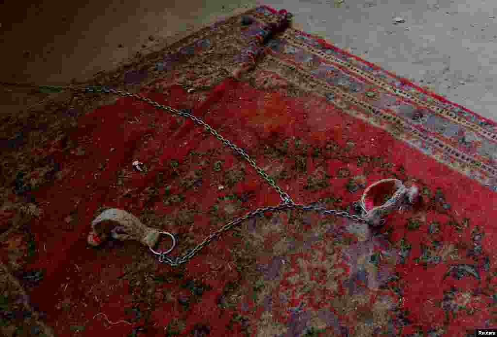 Многие организации, которые занимаются защитой прав животных, требуют прекратить проводить бои верблюдов, считая их издевательством над животными. Но пока традиция жива, а турниры пользуются большой популярностью как среди местных жителей, так и среди туристов 