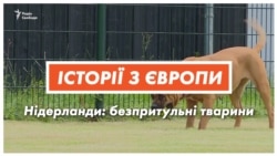Собачий рай. Чому у Нідерландах немає безпритульних псів? Собачий рай. Чому у Нідерландах немає безпритульних псів?