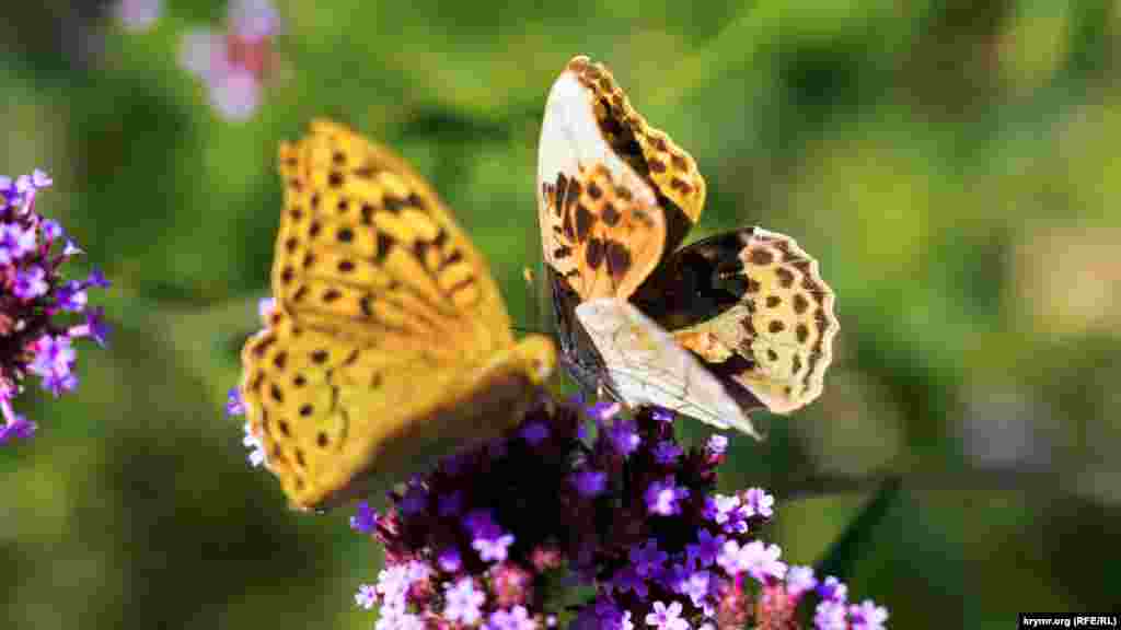 Бабочки «оседлали» один цветочный куст на клумбе Екатерининского сада