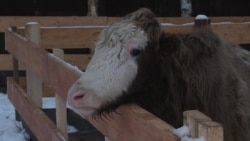 Закон о животных Закон о животных