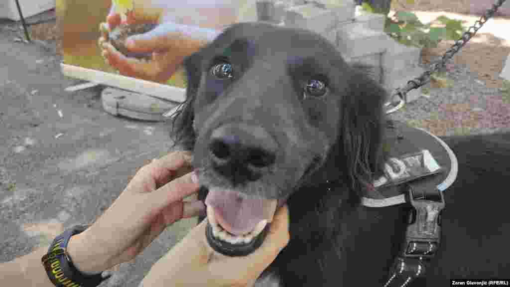 Vuki na Kalemegdanu čeka usvojitelje.