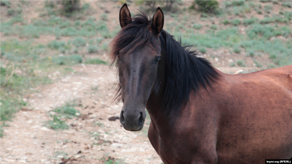 У родника уже многие годы стоит конюшня, принадлежащая семье из Щебетовки. Лошади тут свободно пасутся в горах 