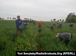 Українські заробітчани в Мазовецькому воєводстві