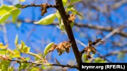 Суцвіття абрикоса, пошкоджене грибковим захворюванням моніліозом