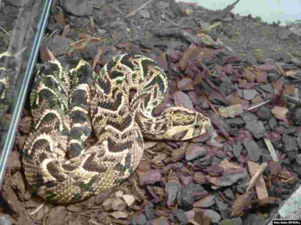 В коллекции есть наиболее ядовитые змеи в мире.