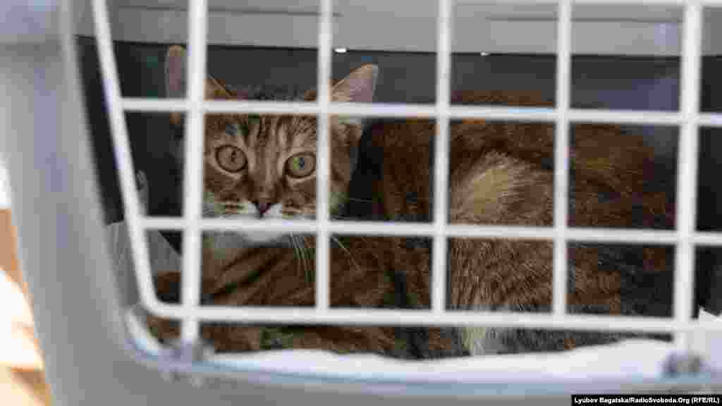 Ось цей кіт уже прямує до свого нового дому