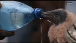 Amazon gori na granici Bolivije, Brazila i Paragvaja Amazon gori na granici Bolivije, Brazila i Paragvaja