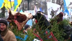 Фермери принесли під Раду голови корів на знак протесту проти змін в оподаткуванні (відео) Фермери принесли під Раду голови корів на знак протесту проти змін в оподаткуванні (відео)