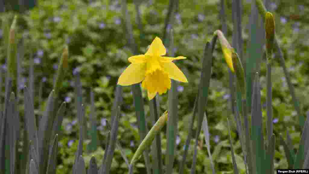 На улице Героев Севастополя расцвел одинокий нарцисс&nbsp;