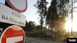 Попытка предотвратить валку Химкинского леса становится все более опасной для его защитников