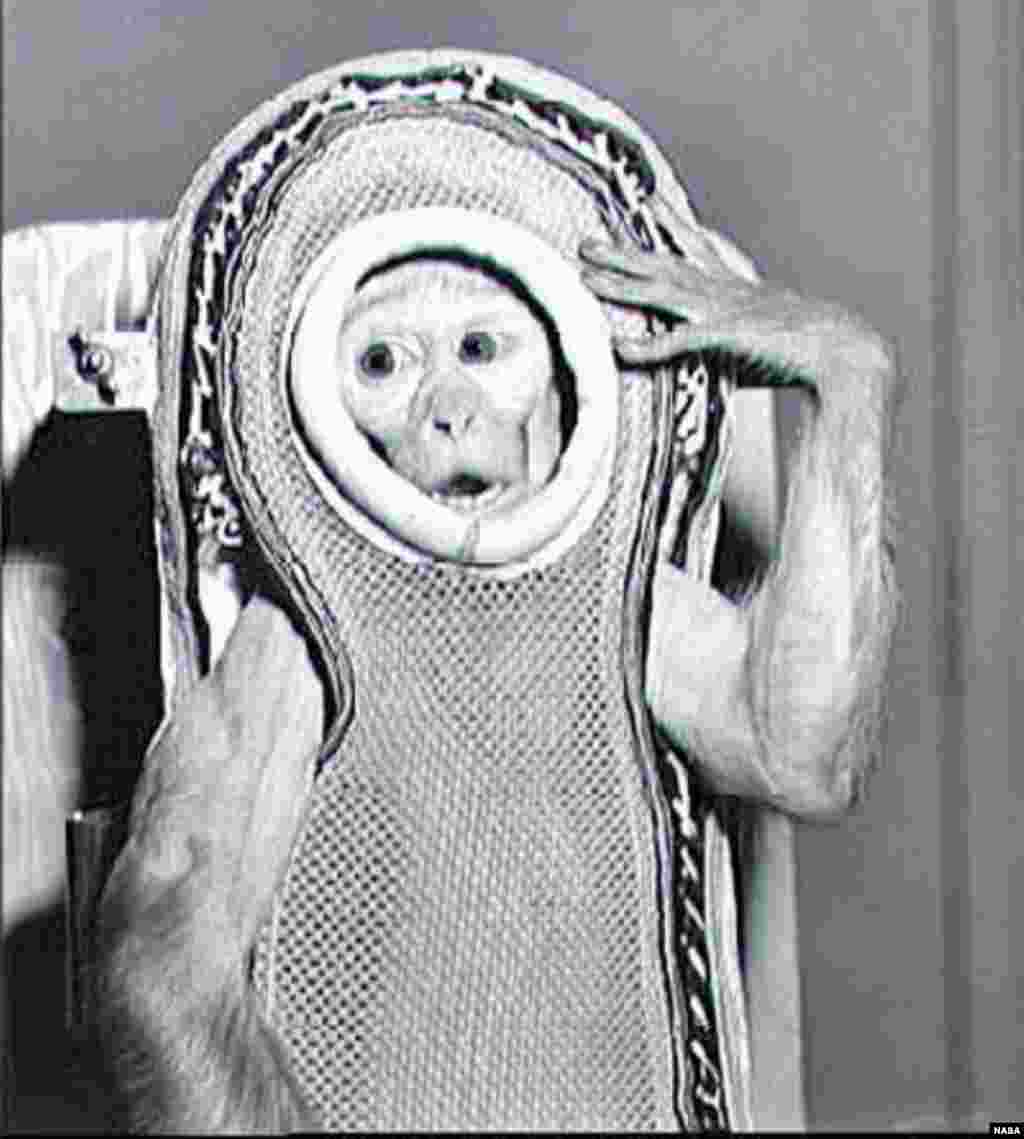 A rhesus monkey Sam preparing for his flight on the United States' "Little Joe 2" in December 1959. The flight reached close to the edge of space and Sam survived the mission.