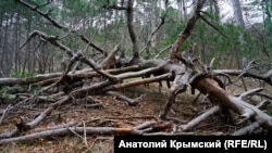 Лес (архивное фото)