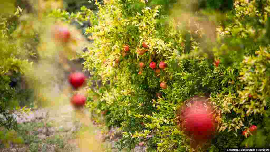 Сбор урожая гранатов на винзаводе &laquo;Массандра&raquo; в Кореизе