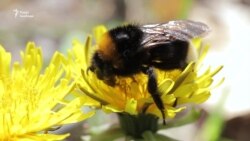 У Києві стартувала екологічна акція «Let’s do it, Ukraine» (відео) У Києві стартувала екологічна акція «Let’s do it, Ukraine» (відео)