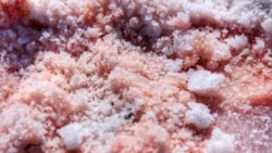 Розовая крымская соль: осенний урожай (видео) Розовая крымская соль: осенний урожай (видео)