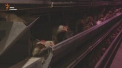 Харківських дітей залучали до роботи на птахофабриці (відео) Харківських дітей залучали до роботи на птахофабриці (відео)