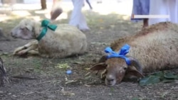 Первый день Курбан-байрам в Симферополе (видео) Первый день Курбан-байрам в Симферополе (видео)