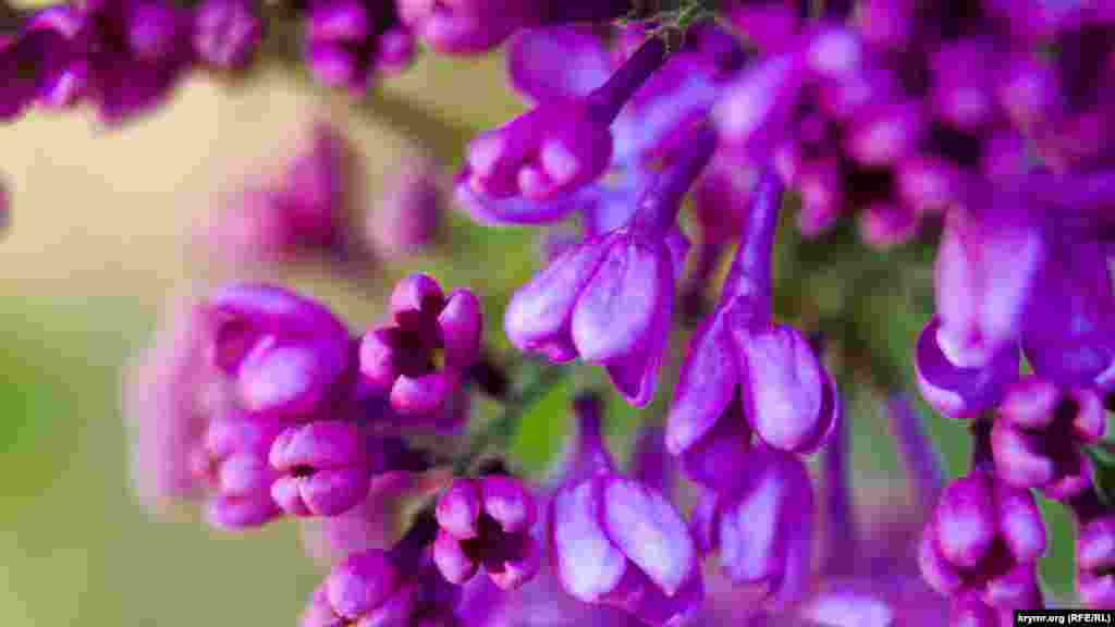 Сирень «Капитан Бальте» цветет в средние сроки с очень сильным приятным ароматом. Еще одно преимущество этого сорта – обильное цветение. Соцветия у нее очень крупные, практически округлые, состоящие из одной-трех пар ажурных метелок. Однако больше всего садоводы любят сирень «Капитан Бальте» за ее низкорослость и раскидистость – кусты высотой не более полутора метров, буквально усыпанные соцветиями