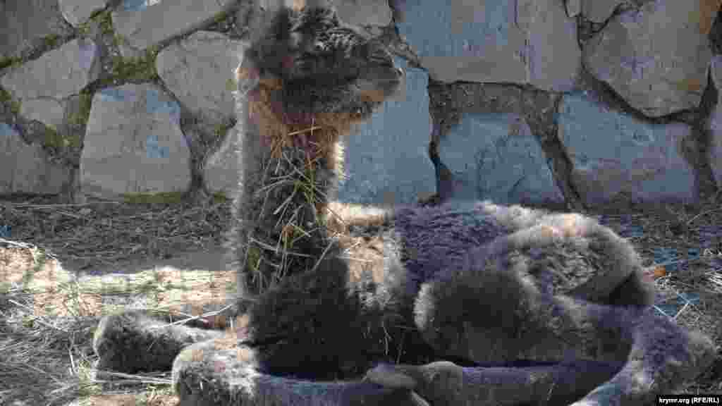 В парке львов «Тайган» в Белогорске родился верблюд, 1 апреля 2017 года