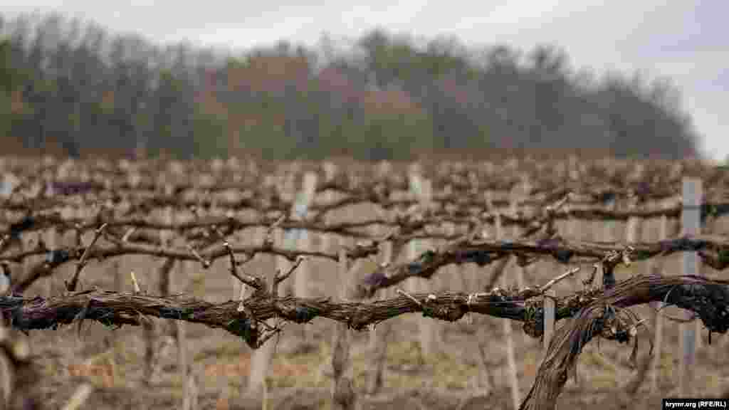 И короткая, но уже итальянских клонов того же сорта, которые были посажены в «Тавриде» в начале 2000-х годов