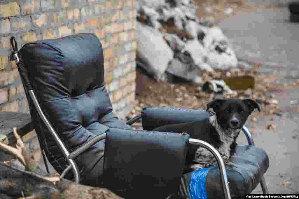 Пес, який живе на блокпості при в'їзді в Авдіївку