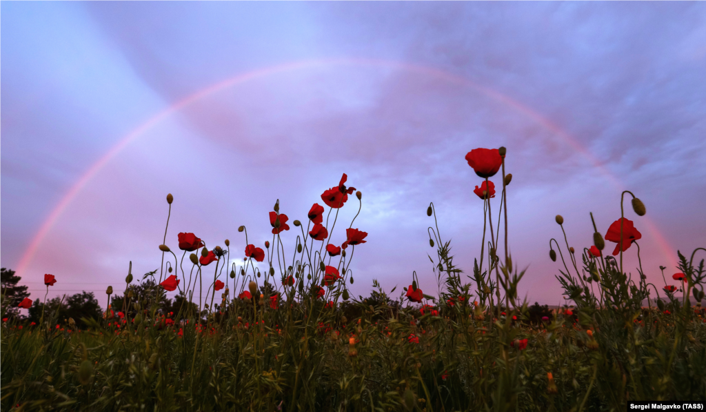 Радуга над маковым полем в окрестностях железнодорожной станции Сирень (до 1950 года – Сюрень) и села Танковое Бахчисарайского района 