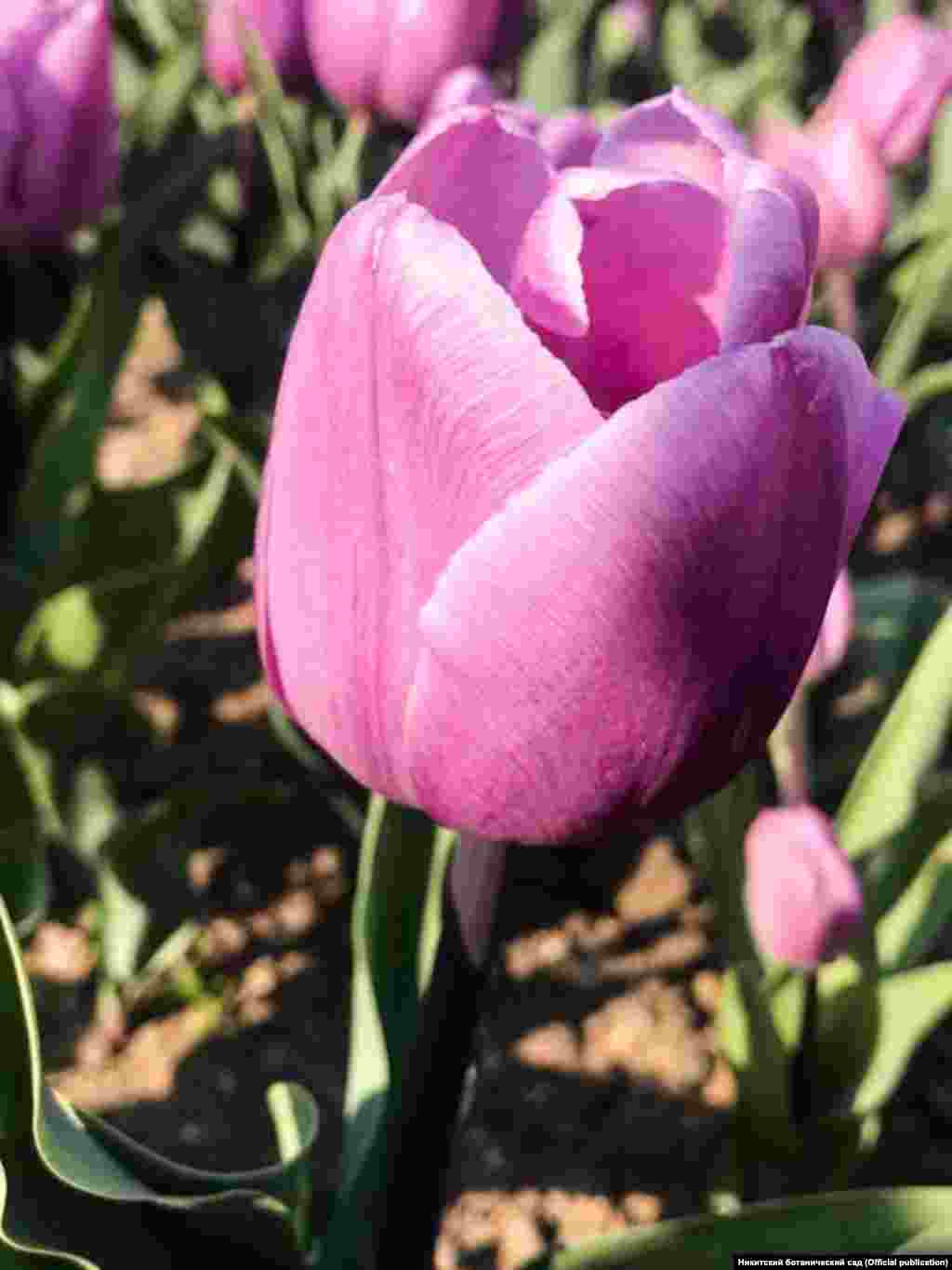 Это тринадцатый по счету «Парад тюльпанов» в ботсаду, однако впервые он без зрителей. Парки закрыты для «живого» посещения из-за угрозы распространения коронавирусной инфекции. Наблюдать за цветением тюльпанов организаторы выставки предлагают в режиме онлайн