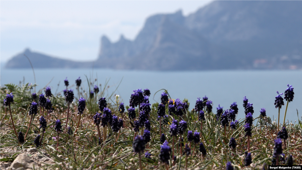 Цветение мускари близ Судака. Мускари еще именуют мышиным гиацинтом или гадючим луком. Высота куста может достигать 15 см 