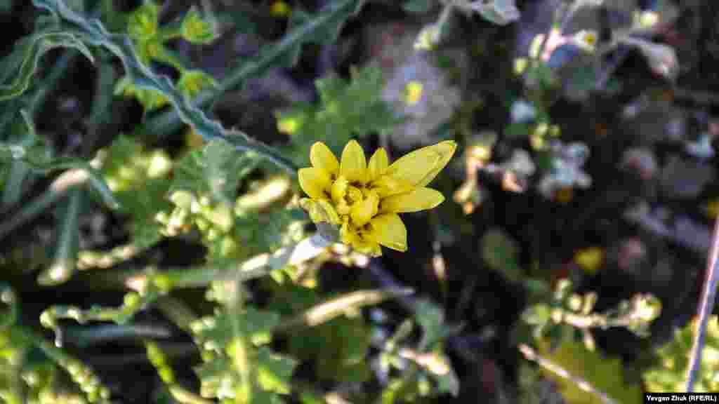 На скалах распустился козелец курчавый, называемый также скорцонера. Издавна считалось, что он спасает от укусов ядовитых пресмыкающихся. При Александре Македонском прижился синоним «змеедушник», но славяне козелец именовали черным корнем 