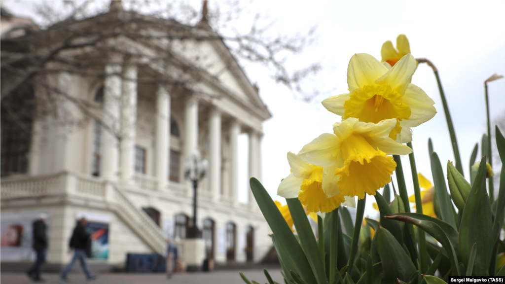  Нарциссы у драматического театра имени Луначарского, Севастополь