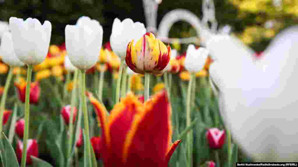 Тюльпан об’єднує світ – це не просто вислів, це багатовікова історія поширення весняної квітки крізь віки просторами планети Земля. Уперше почали вирощувати тюльпани в Персії. Найдавніша згадка про тюльпан зустрічається в перських легендах ХI століття. Вважається, що назва походить від перського слова «тюлі бан» –  тюрбан, через подібність квітки зі східним головним убором