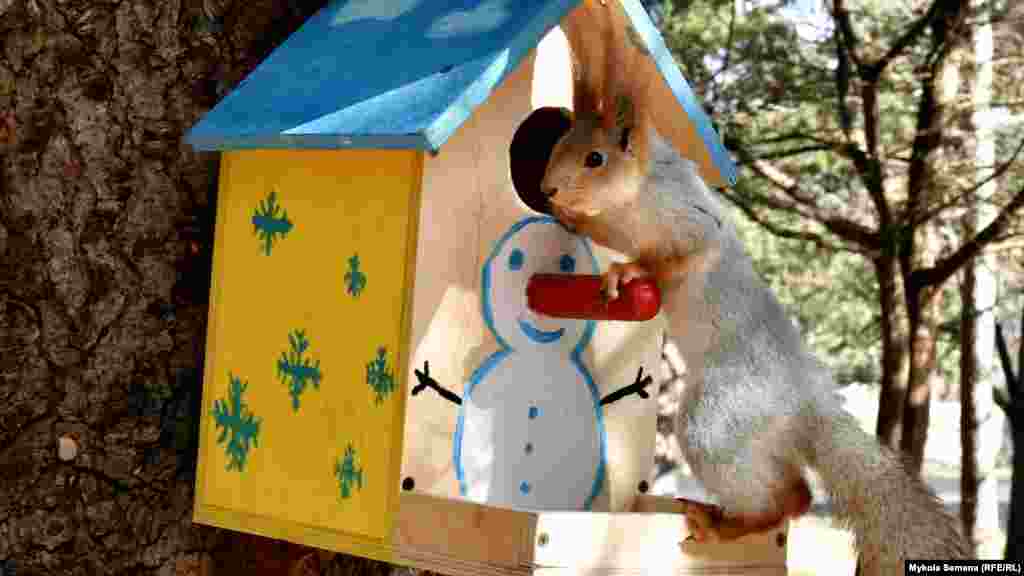 Белки, синички и воробьи, вороны и грачи, и масса другой парковой живности – «держатся» за скворечники и другие кормушки, источники безбедной птичьей жизни