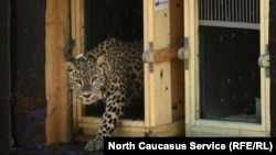 Эльбрус приехал в Осетию в июле 2018 г.