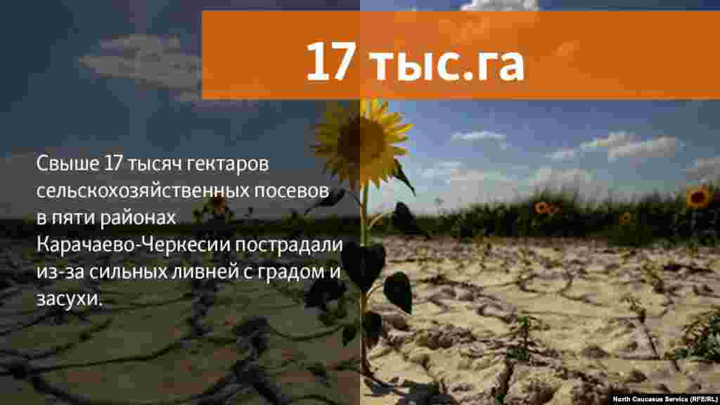 20.07.2018 // Свыше 17 тысяч гектаров сельскохозяйственных посевов в пяти районах Карачаево-Черкесии пострадали из-за сильных ливней с градом и засухи.   