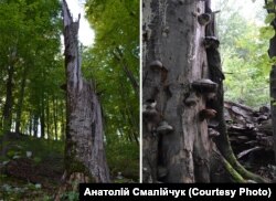 Дерева тут не рубають – вони помирають своєю смертю