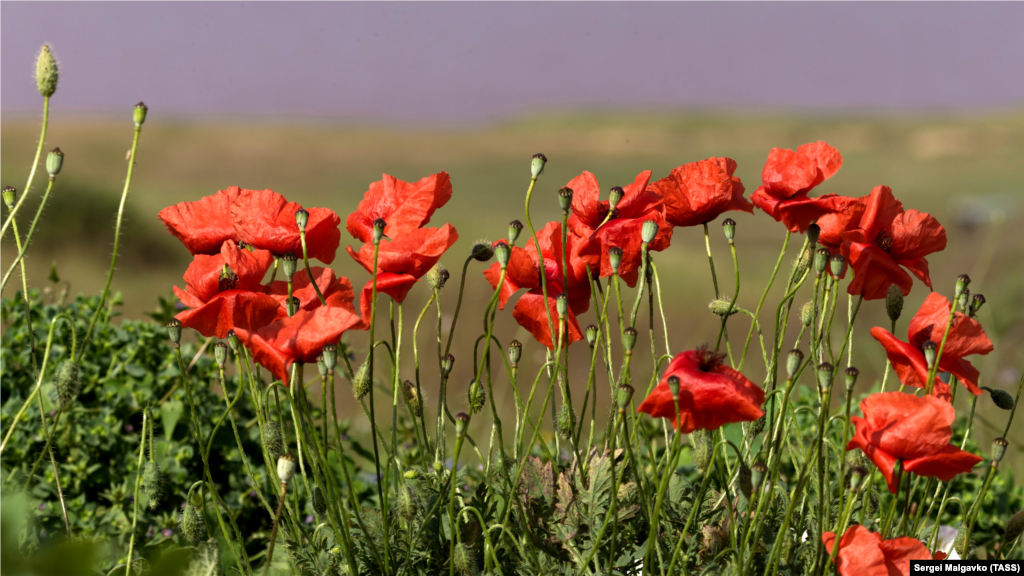 Цветущие маки на территории Опукского заповедника 