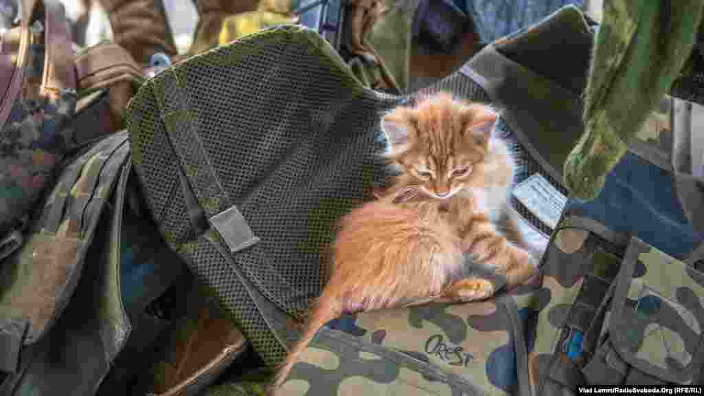 Кошеня, яке приблудилось до бійців з покинутих домівок