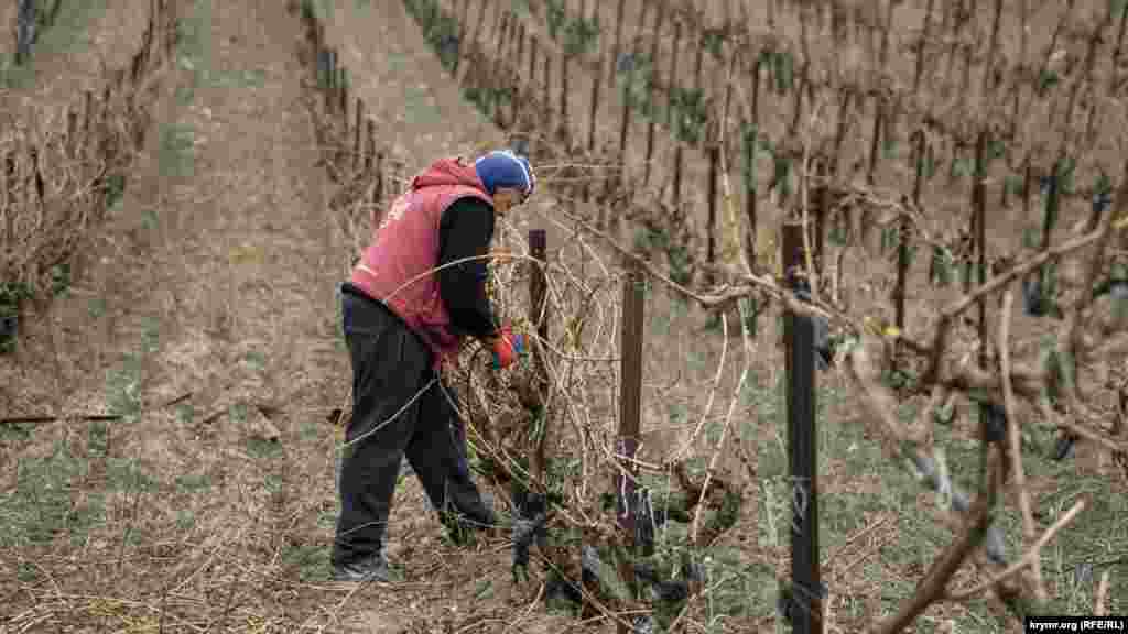 В разгаре весенняя обрезка технического сорта винограда «каберне совиньон». За день этому рабочему «Тавриды» предстоит обрезать 120 кустов