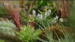 «ДНК України»: зворушливий перформанс до Дня Незалежності (відео) «ДНК України»: зворушливий перформанс до Дня Незалежності (відео)