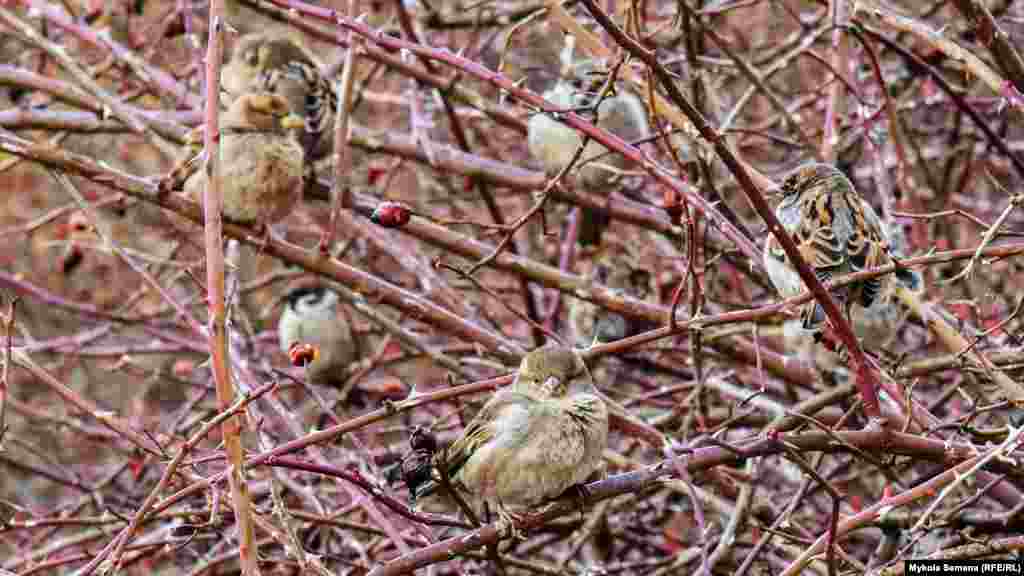 Только ушла от кормушки белка, как возле корма появилась синичка. Она улетела – за пропитанием заглянул воробей…