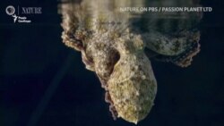 Восьминоги змінюють колір і під час сновидінь – вчені (відео)