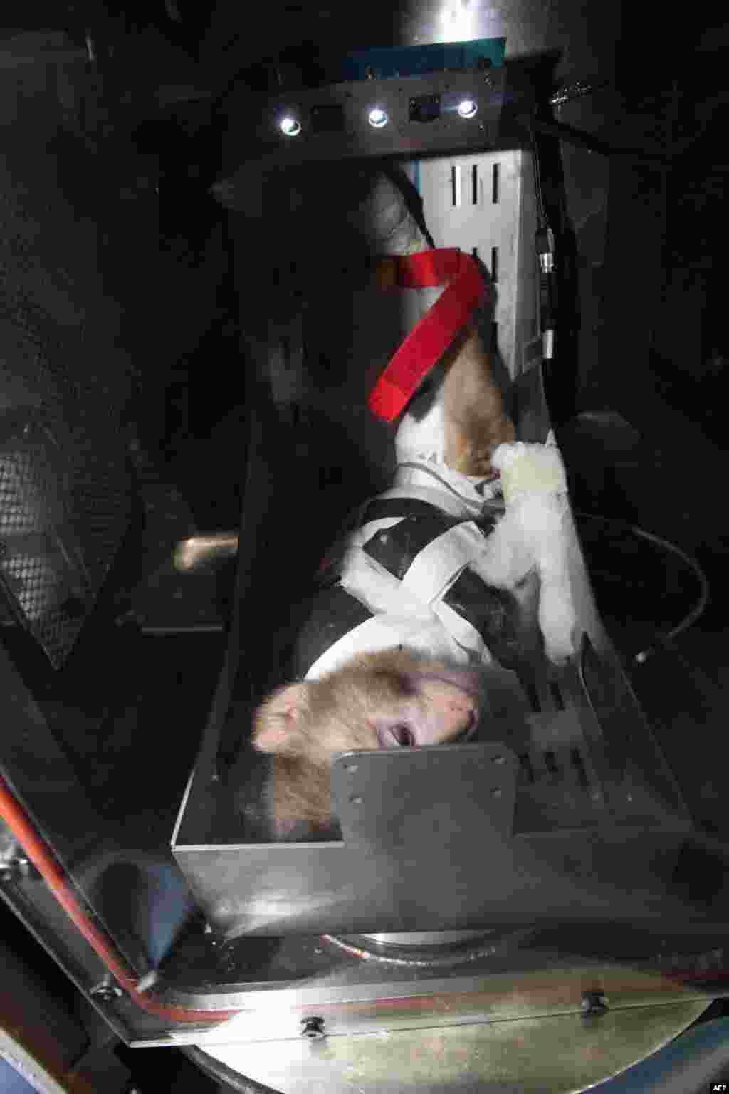 A monkey is tied inside the replica capsule of the Iranian-made "Kavoshgar-4" rocket during the unveiling ceremony of four new home-built prototype satellites in Tehran in February 2011.