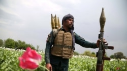 Один із афганських силовиків на маковому полі, 2019 рік