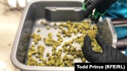 Zakon u Srbiji ne prepoznaje uzgajanje i posedovanje marihuane u medicinske svrhe.