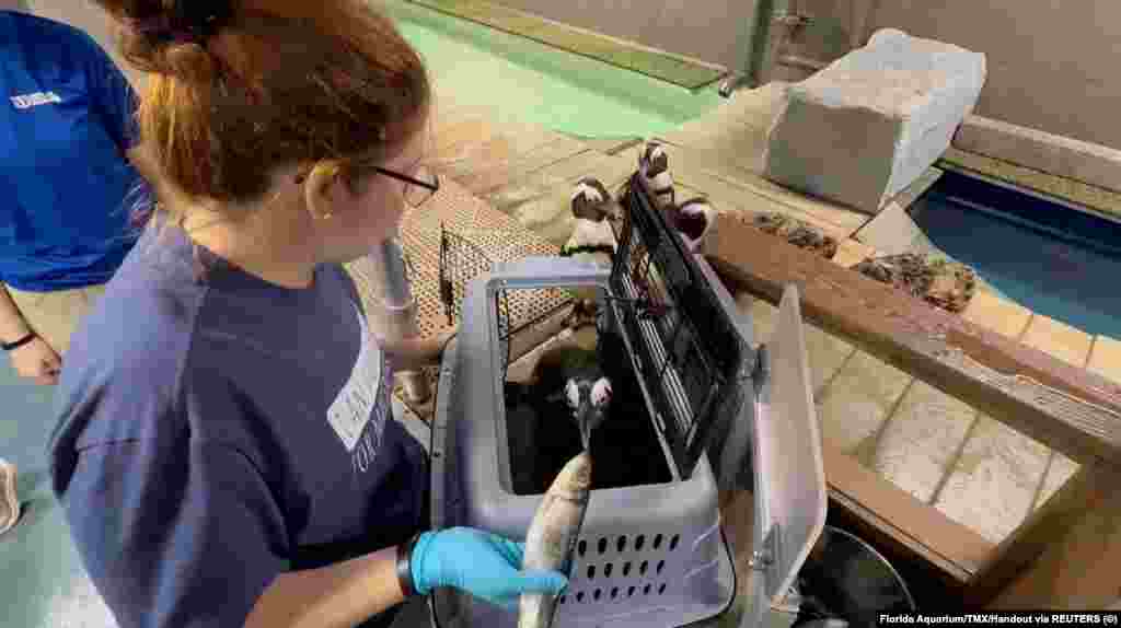 Евакуйовували не тільки людей, але й тварин. На цьому кадрі з відео пінгвінів у Флоридському акваріумі заманюють у переноску, щоб до  наближення урагану «Мілтон» перемістити у безпечне місце. Тампа, Флорида, США, 8 жовтня 2024 року