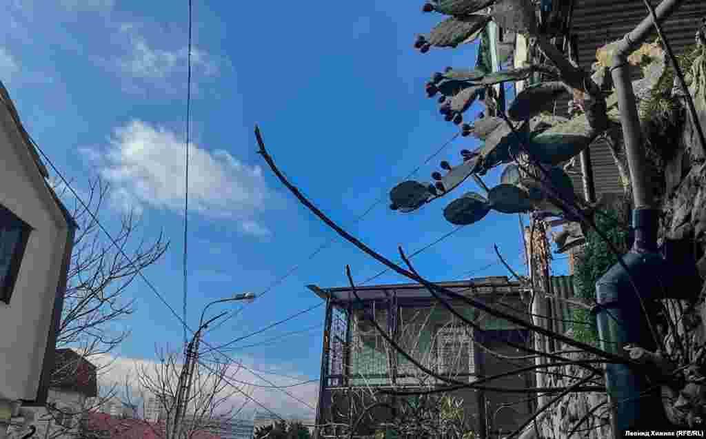 Опунция – растение семейства кактусовых – проросла в узкой расщелине на бетонной опорной стенке