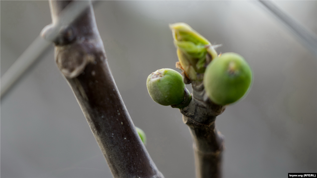 На фиговом дереве или инжире появились крошечные плоды. Листовой аппарат полностью распустится позже – такова особенность вегетации этого плодового дерева 
