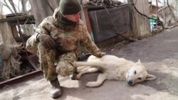 Сапер «Вовк» про мінні війни поблизу Широкино Сапер «Вовк» про мінні війни поблизу Широкино