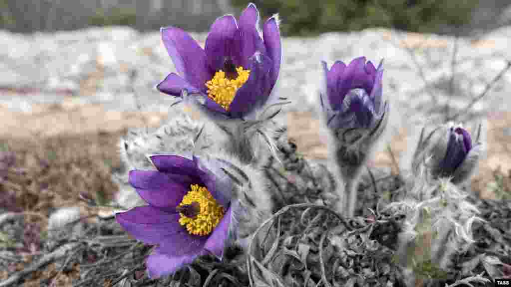 Крымский прострел с крупными лиловыми, волосистыми цветками, которые имеют шелковисто-опушенное покрывало